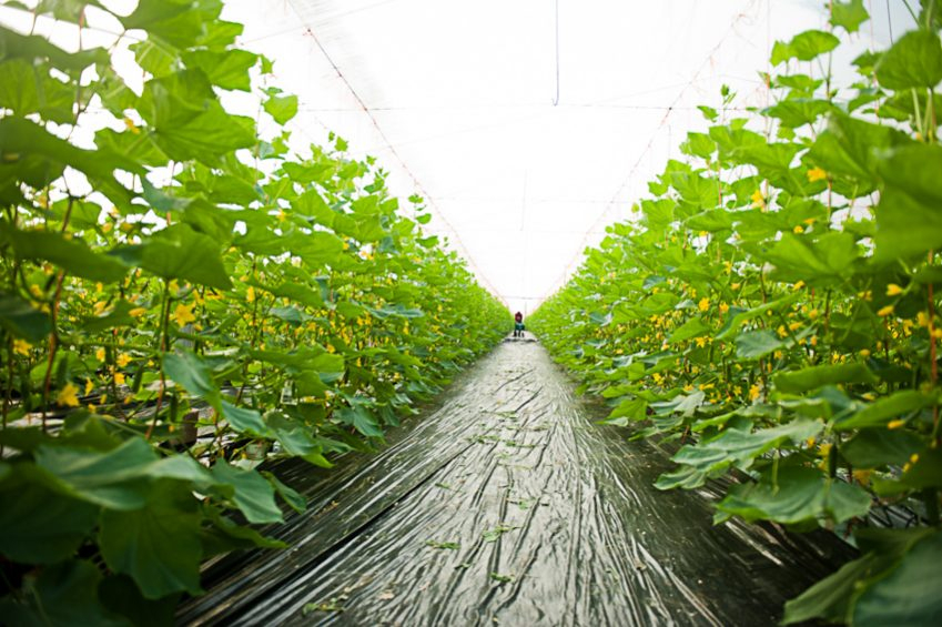 Invernaderos solares para una agricultura sostenible y eficiente
