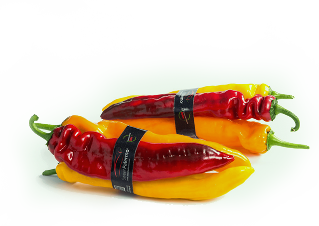Discover the taste of sweet peppers
